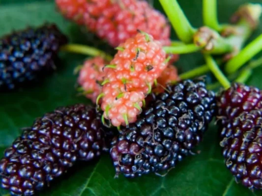 Cách sử dụng quả dâu tằm bồi bổ sức khỏe