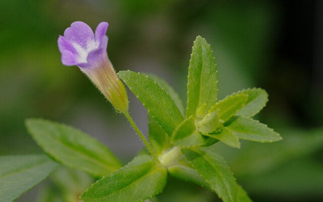 Công dụng và cách dùng rau ngổ