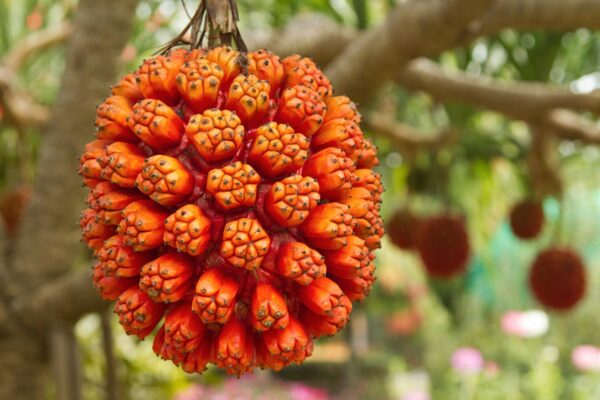 Công dụng chữa sỏi thận từ quả dứa dại