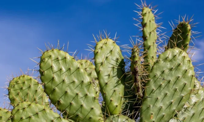 01 số bài thuốc chữa đau lưng từ cây vườn nhà