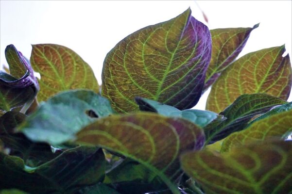 Lá mơ lông có tác dụng gì?