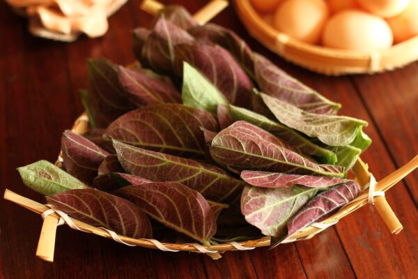 Lá mơ ngâm rượu có tác dụng gì?