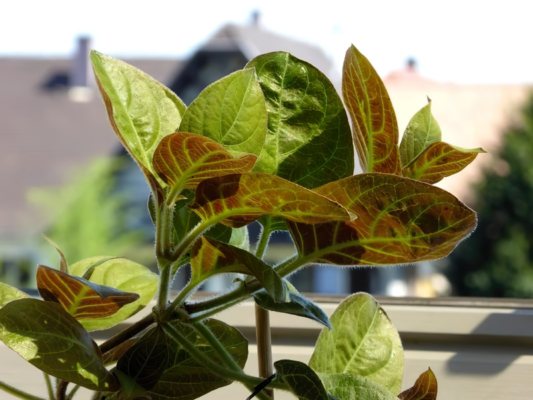 Công dụng của mơ lông