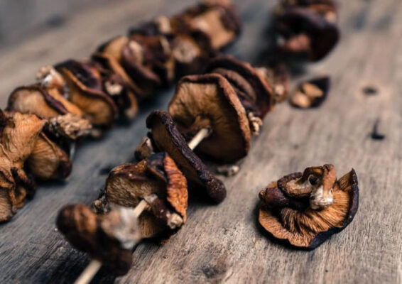 Nấm hương rừng Tây Bắc