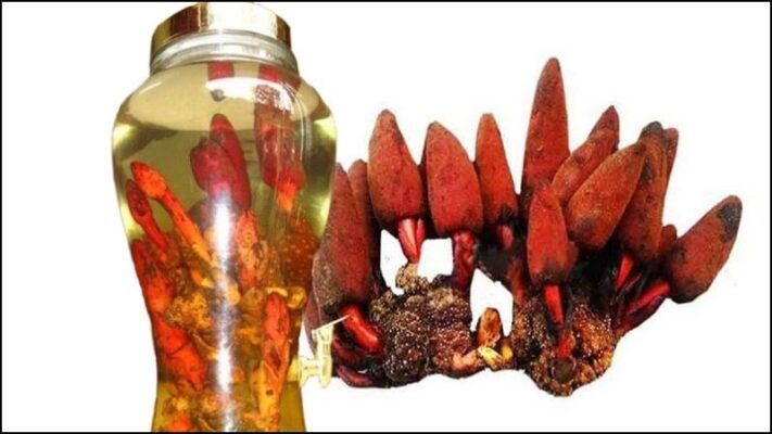 Tác dụng của nấm ngọc cẩu là gì