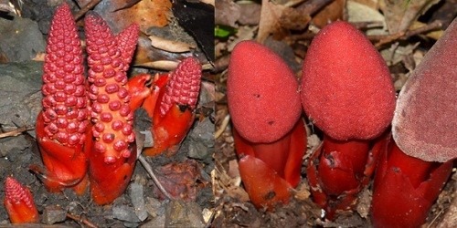 01 số cách sử dụng nấm ngọc cẩu