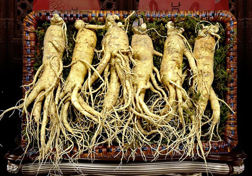 Tim hiểu dược liệu ngâm rượu quý