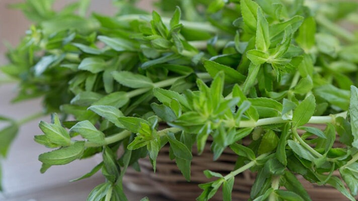 Nước ép dứa với rau ngổ có tác dụng gì?