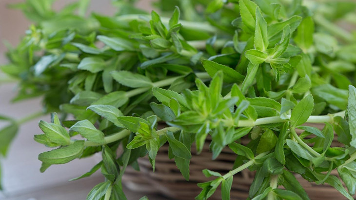 Nước ép dứa với rau ngổ có tác dụng gì?