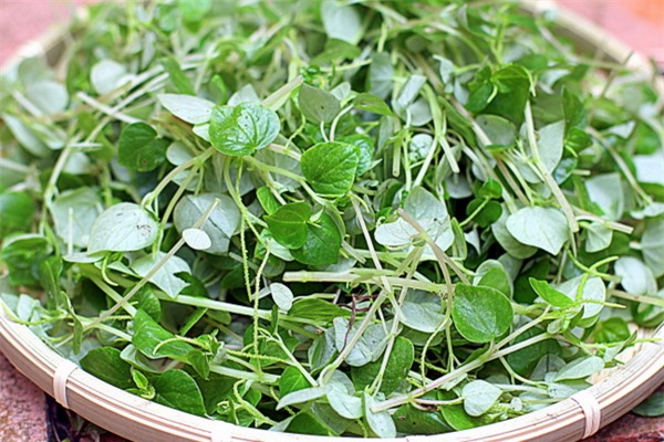 Những lợi ích của rau càng cua