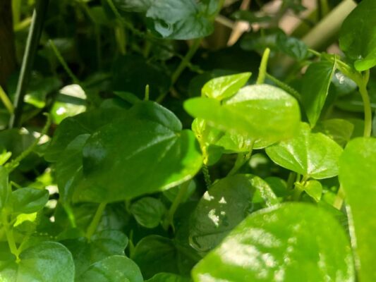 Rau càng cua trị bệnh gì?