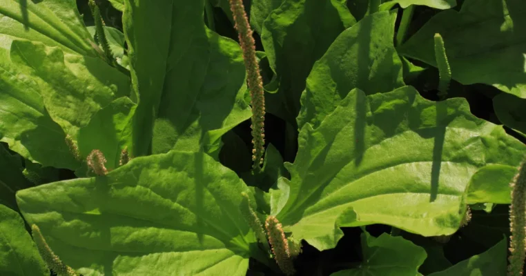 Thực hư cây mã đề cai thuốc lá, ngăn ngừa ung thư