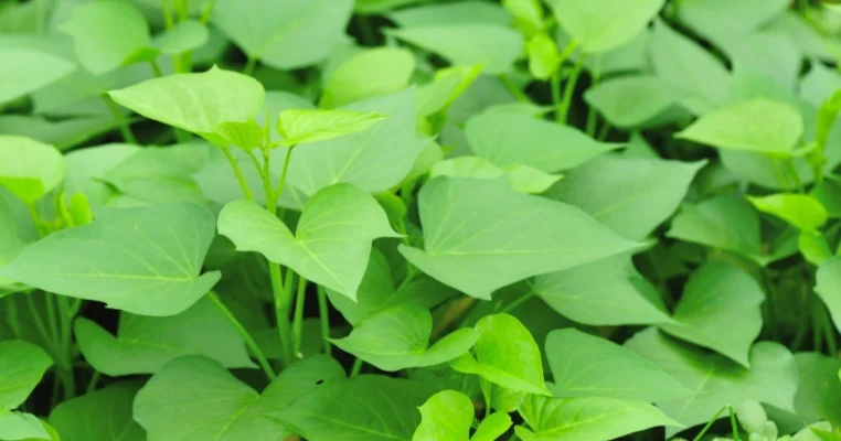 Lợi ích từ rau lang bạn biết chưa