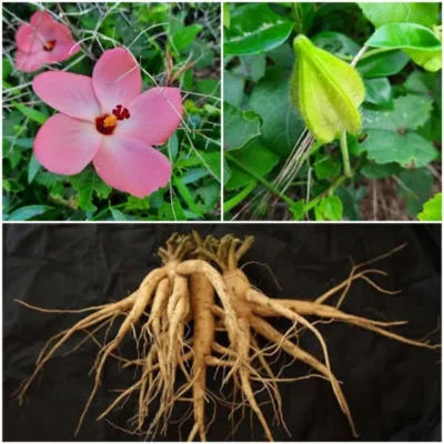 hoa sâm Bố Chính