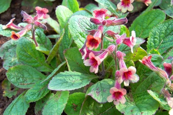 Công dụng của cây sinh địa với cơ thể