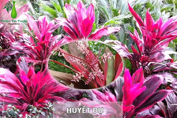 Công dụng của cây huyết dụ