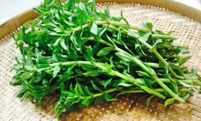Rau ngổ có tác dụng gì?