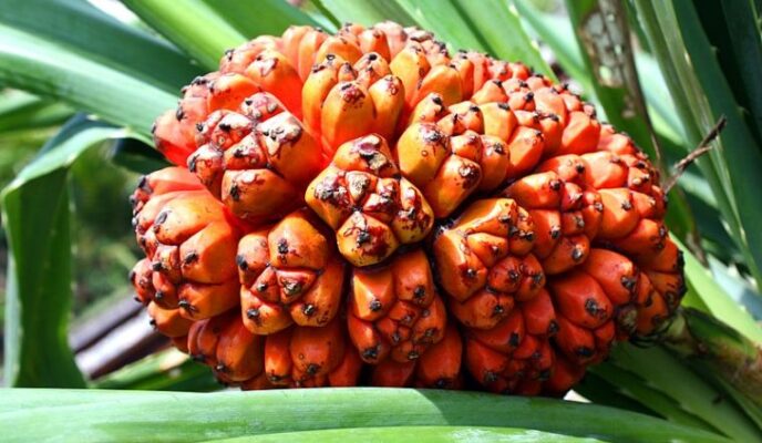 Quả dứa dại hỗ trợ điều trị viêm gan như thế nào