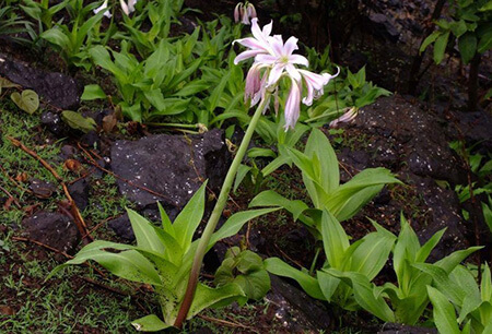 Công dụng của cây trinh nữ hoàng cung