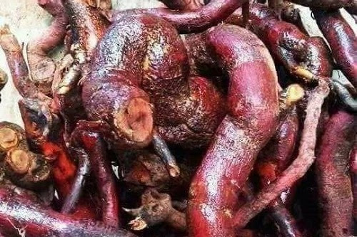 Mú Từn là gì - Những công dụng rễ cây Mú Từn