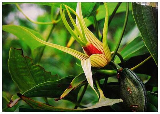 Công dụng của cây bách bộ là gì