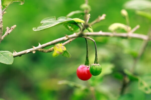 Cà gai leo nên dùng như thế nào