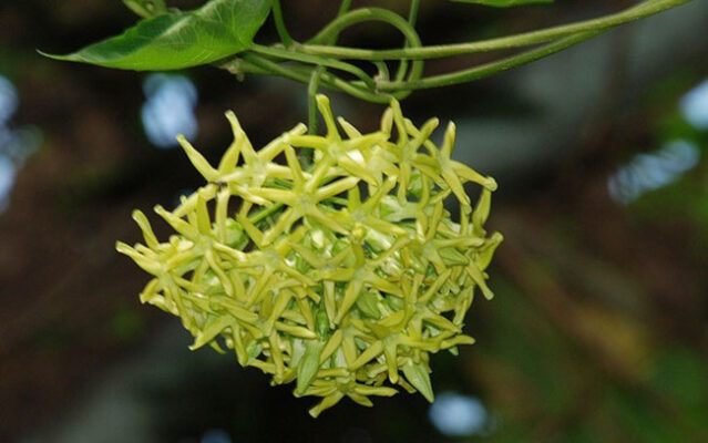 Tác dụng của hoa thiên lý đối với sức khỏe