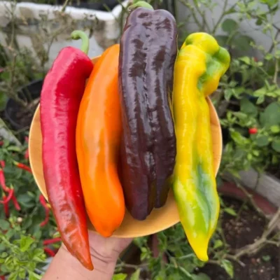 Những người nên ăn quả ớt chuông