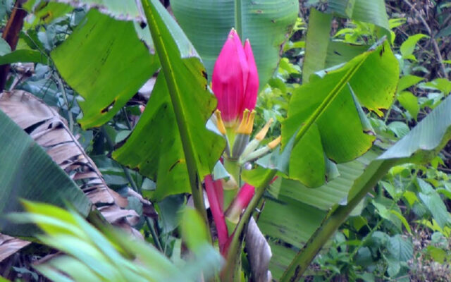 Một số bài thuốc từ lá, quả, củ, thân chuối hột rừng