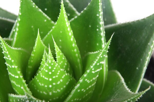 Cây lô hội có tác dụng gì