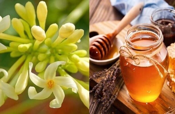 Bài thuốc chữa ho từ hoa đu đủ đực