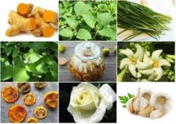 Bài thuốc dân gian trị ho ngứa cổ