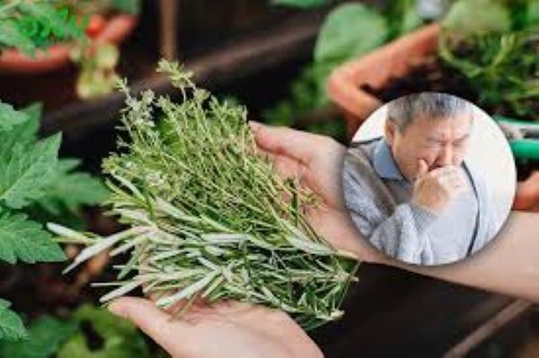 Bài thuốc nam trị ho và bệnh đường hô hấp