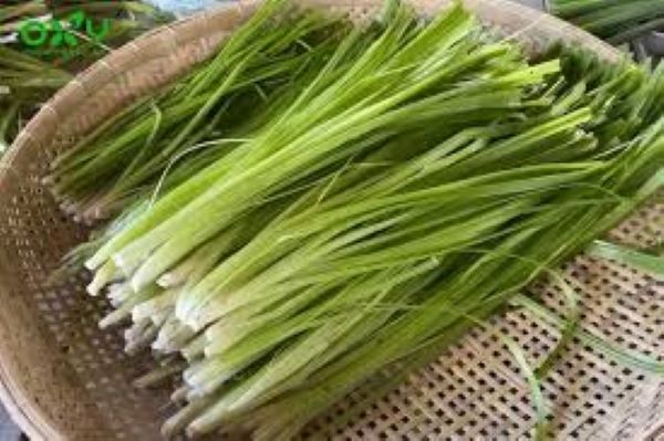 Bài thuốc nam trị ho và viêm phế quản hiệu quả