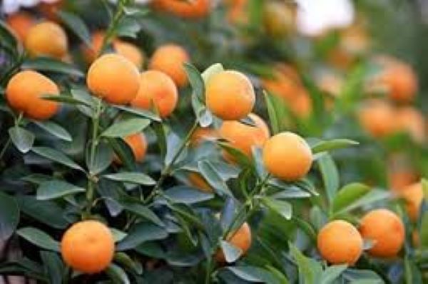 Bài thuốc từ quả quất