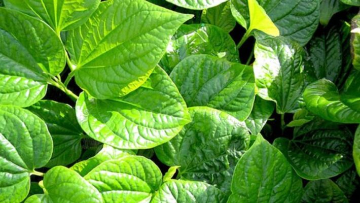 Lá lốt ngâm rượu có tác dụng gì?