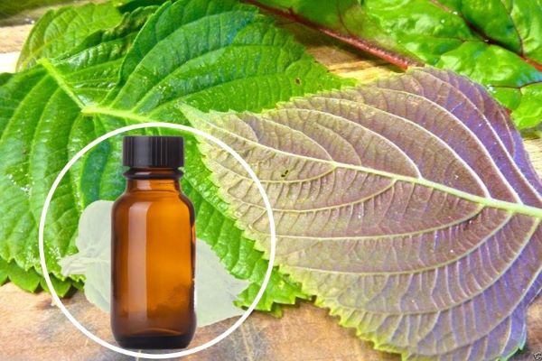 Cách chữa ho dân gian bạn nên biết