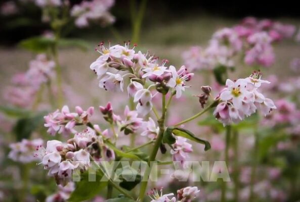 Cung đường ngắm hoa tam giác mạch