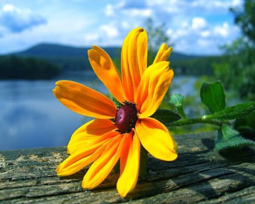 Địa điểm chek in với hoa dã quỳ đẹp ở Đà Lạt