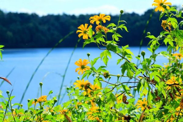 Địa điểm ngắm hoa dã quỳ cực hấp dẫn