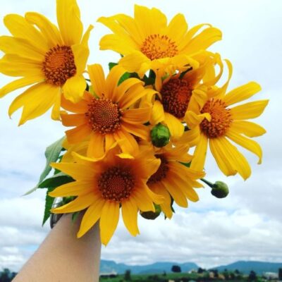 Địa điểm ngắm hoa dã quỳ dọc đất nước