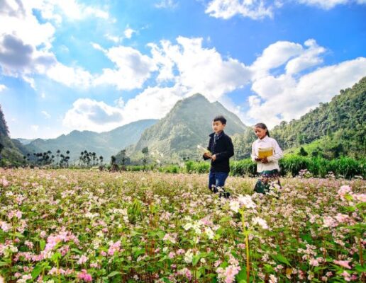 Địa điểm ngắm hoa tam giác mạch đẹp nhất Hà Giang