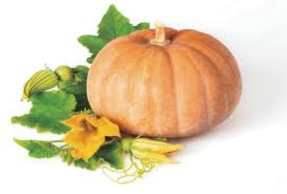 Giá trị dinh dưỡng của quả bí đỏ