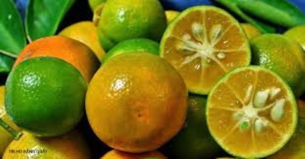 Hướng dẫn chữa ho bằng quả quất