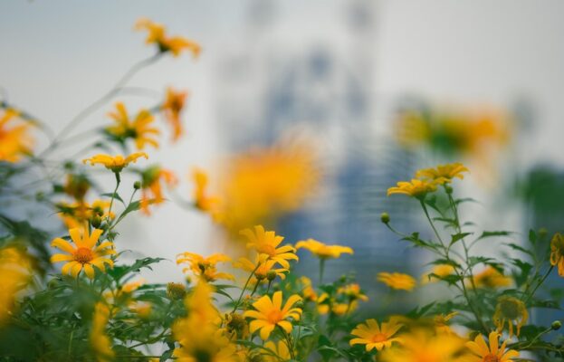 Kinh nghiệm săn hoa dã quỳ ở Ba Vì