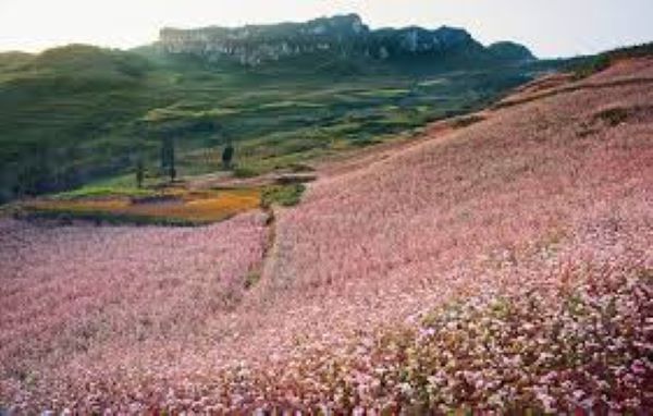 Mùa hoa tam giác mạch ở Hà Giang