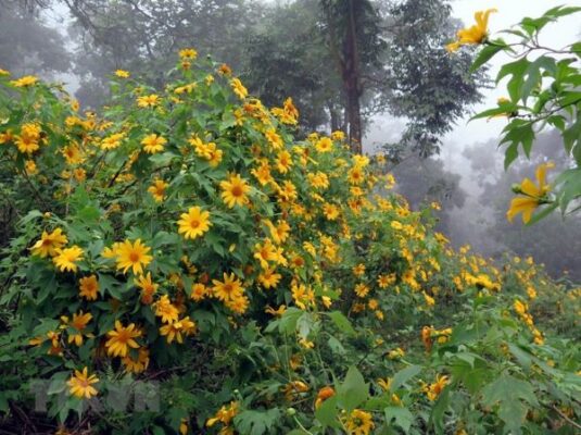 Mùa hoa dã quỳ ở Lai Châu