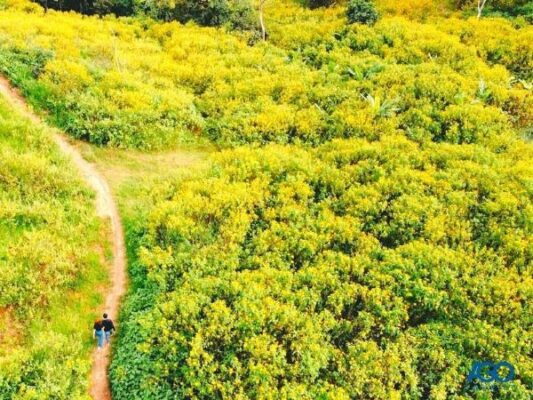 Mùa hoa dã quỳ ở Tây Nguyên