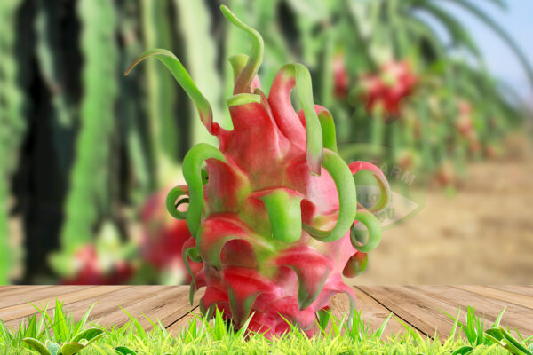 Giải đáp: “Ăn thanh long có béo không”?