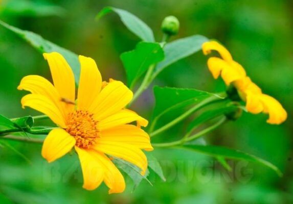 Thời điểm ngắm hoa dã quỳ đẹp nhất